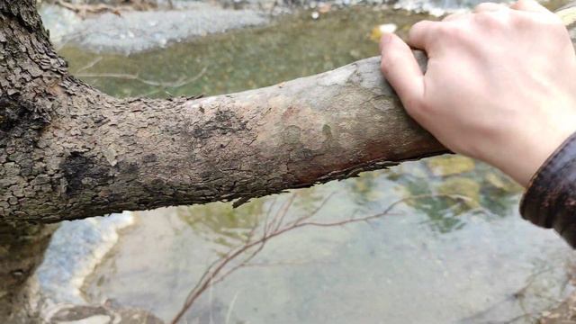 Защитный механизм Чинара смотреть онлайн