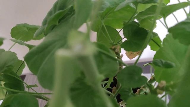 Необычный способ подготовки черенков пеларгонии. Корешки на третий день. смотреть онлайн