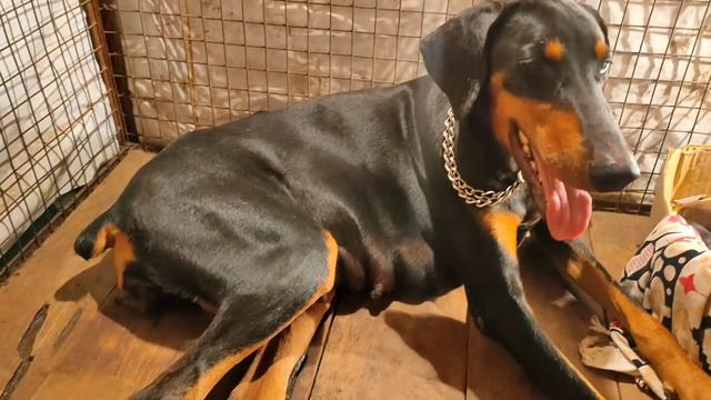 Doberman Giving Birth  | Doberman Puppy 🐶 YB’S Pets #pets  #petlovers #doberman