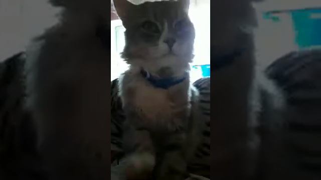 Кот массажист смотреть онлайн