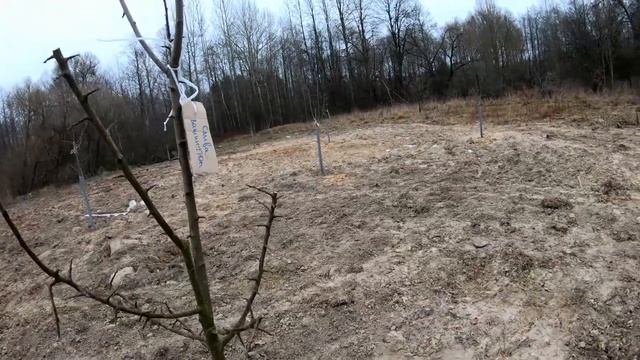 Садим и защищаем плодовый сад под зиму. Зачем нам изоляция для труб и причем тут зайцы? смотреть онлайн