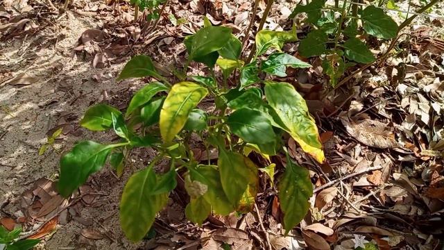 Peppers in Florida Winter смотреть онлайн