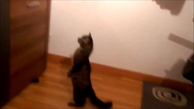 Кот стоя смотрит телик смотреть онлайн