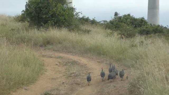Национальный парк Найроби Кения смотреть онлайн