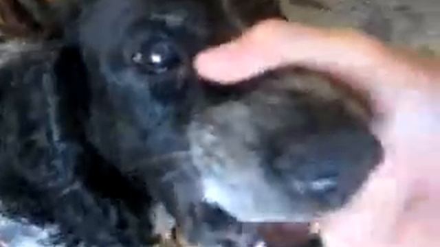 Собака БО-БО-БАКА