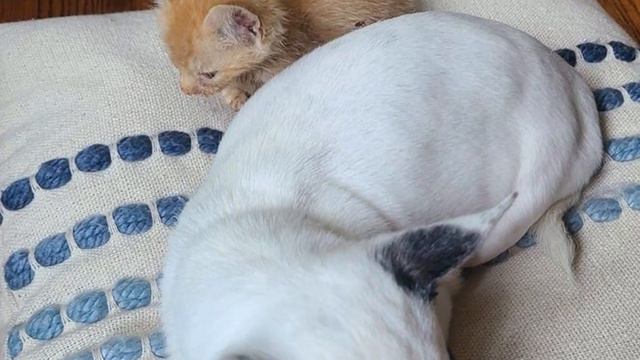 Kitten was Found with a Broken Jaw смотреть онлайн