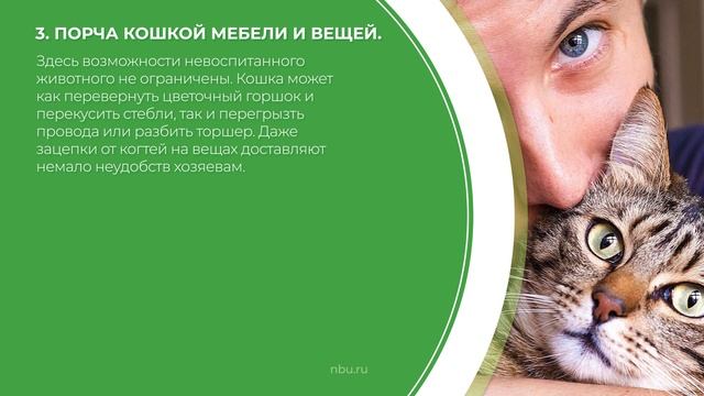 Дистанционный курс обучения «Зоопсихология» - 5 основных проблем в поведении кошек и пути их решени смотреть онлайн