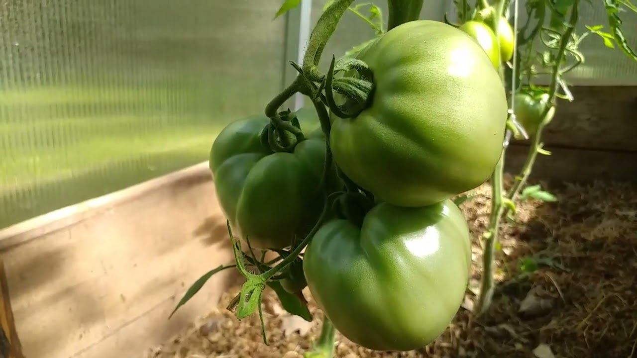 ТОМАТЫ (сорта, не гибриды). Новое старое увлечение смотреть онлайн