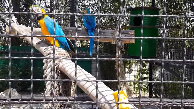 Попугаи Ара в парке "Тайган" едят банан смотреть онлайн