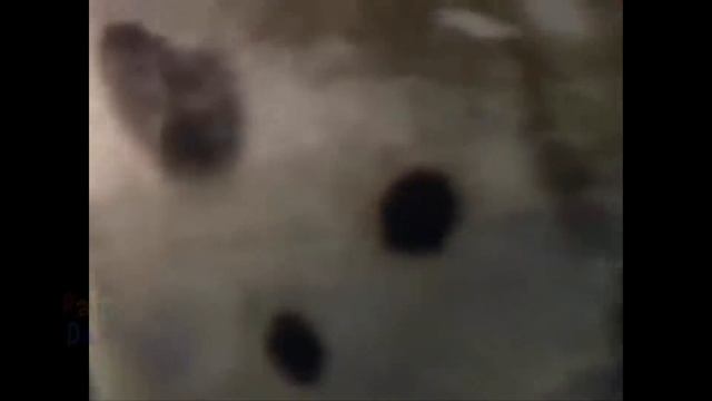 5 ХЛАДНОКРОВНЫХ УБИЙЦ-САДИСТОВ В МИРЕ ЖИВОТНЫХ смотреть онлайн