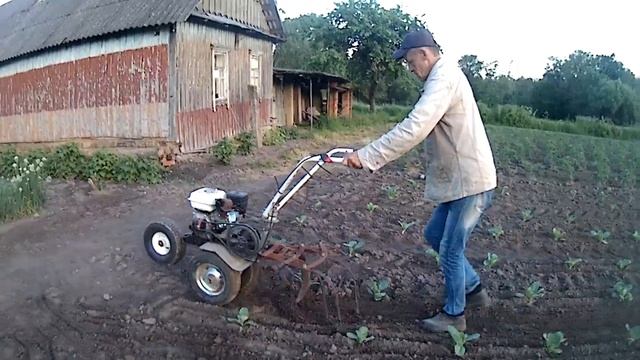 Междурядная прополка капусты лёгким мото-культиватором. смотреть онлайн