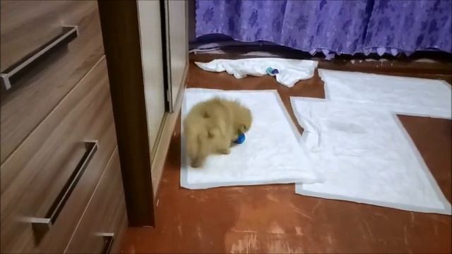 Первая прогулка /Крутится вертится шар голубой)))/Разрушитель пеленок/Новая переноска/ смотреть онлайн