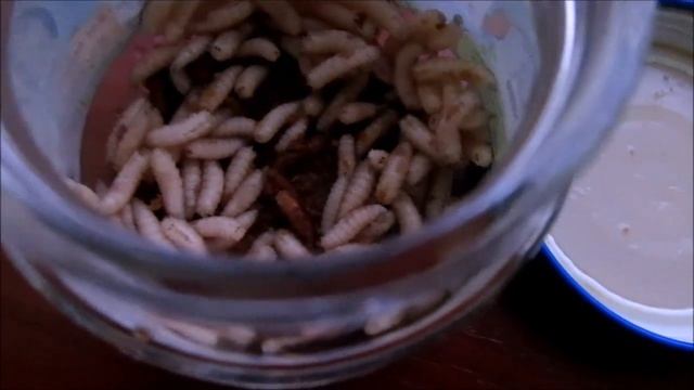 ТЕСТ...что произойдет с опарышами в холодильнике за 5 недель? смотреть онлайн