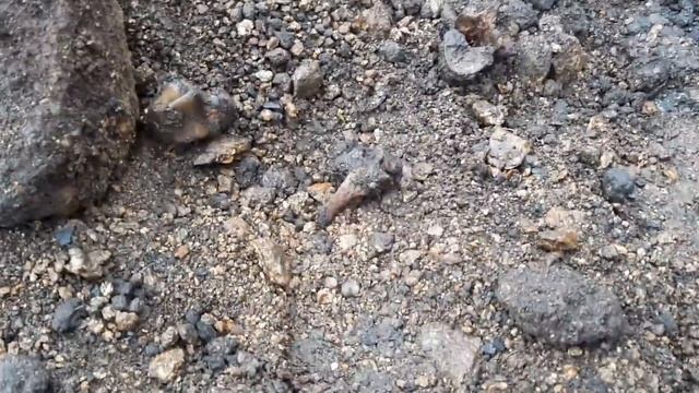 СТРАШНАЯ НАХОДКА: ДОМ НА КОСТЯХ смотреть онлайн