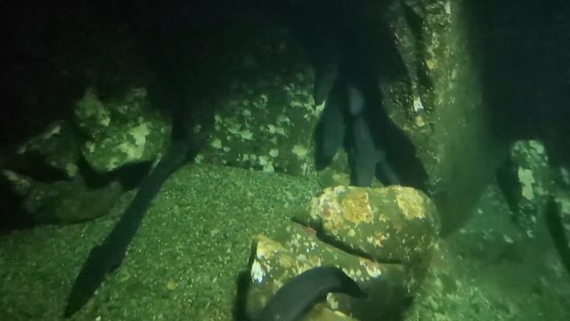 Морские угри Жизнь под водой Аквариум смотреть онлайн