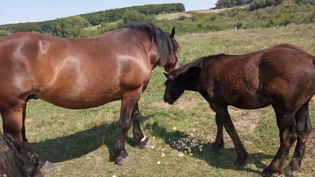 першерон Фантазер брат Фараона смотреть онлайн