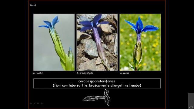Approfondimenti floristici: il genere Gentiana (L.Mangili) смотреть онлайн