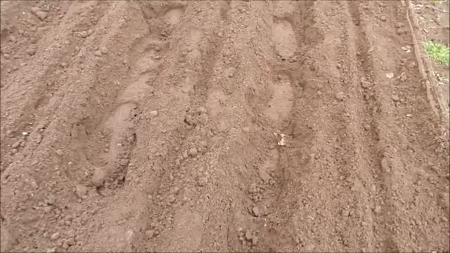 Посадка моркови. Как сажать морковь. смотреть онлайн