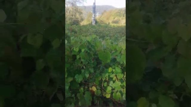 Vlog: Антон Клишин. Инжир, виноградники, лошадки. смотреть онлайн