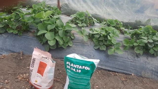 Хлороз на клубнике. Что делать? смотреть онлайн