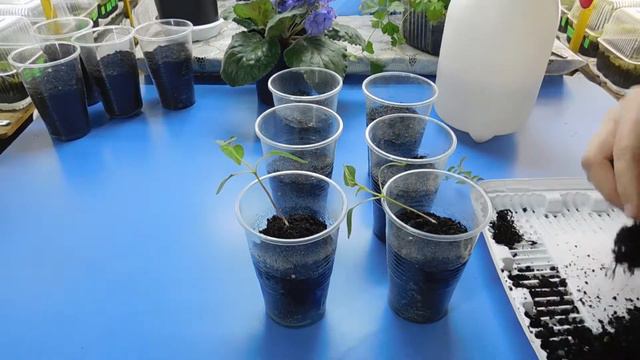 Наставник и Урок