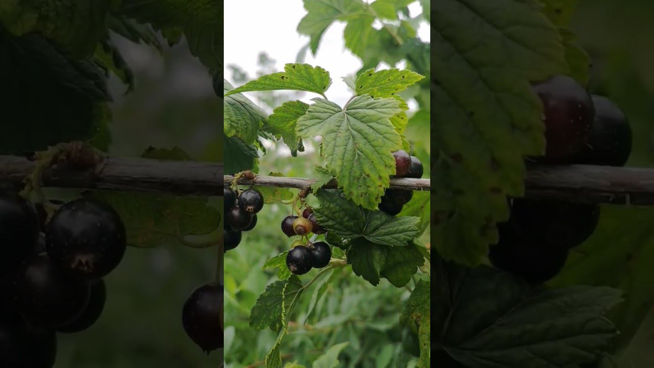 Вкусное время лета. #надаче смотреть онлайн