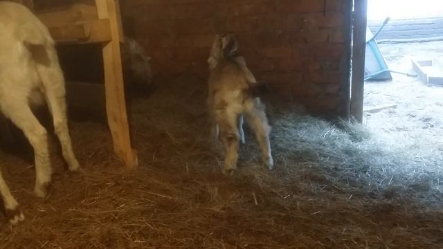Покупая козлят -покупайте им молоко//Про покупное молоко//Можно ли козлятам манку? смотреть онлайн