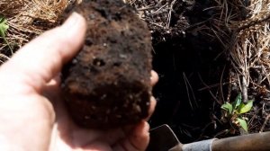 май 2021 Голубика Бонус, Джорма,Торо,Путте. Первый опыт