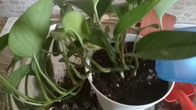 Сциндапсус Золотистый - уход и размножение. //Golden Scindapsus-care And Reproduction.//