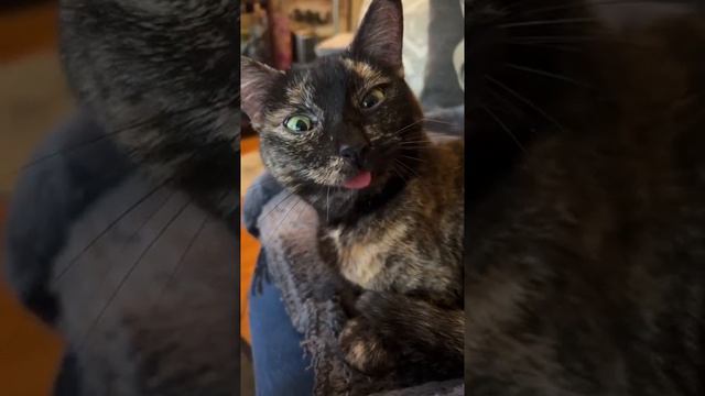 кот показывает язык смотреть онлайн