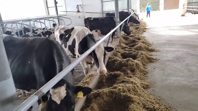 Гольштейн,Симентал сиырлар, Сүт Бизнес, Ферма, Ташкент Ангрен.🔥🔥🔥 смотреть онлайн