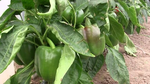 Сондела F1 (Sondela F1) перец сладкий (Rijk Zwaan) смотреть онлайн