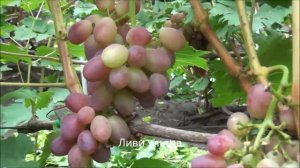 Ливи ультра