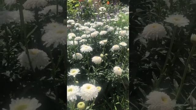 Роза Эльф. Цветение 2020г смотреть онлайн