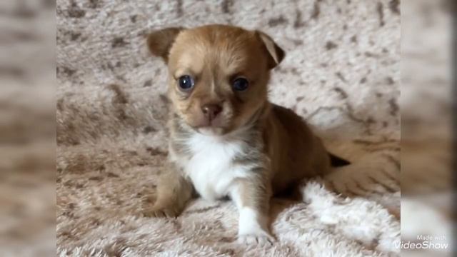 Щенки чихуахуа в продаже смотреть онлайн