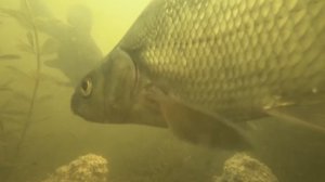 ПОКЛЕВКА ЛЕЩА,ПОДВОДНОЕ ВИДЕО