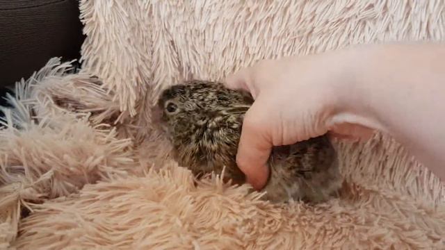 Тёпа после обеда!!! смотреть онлайн