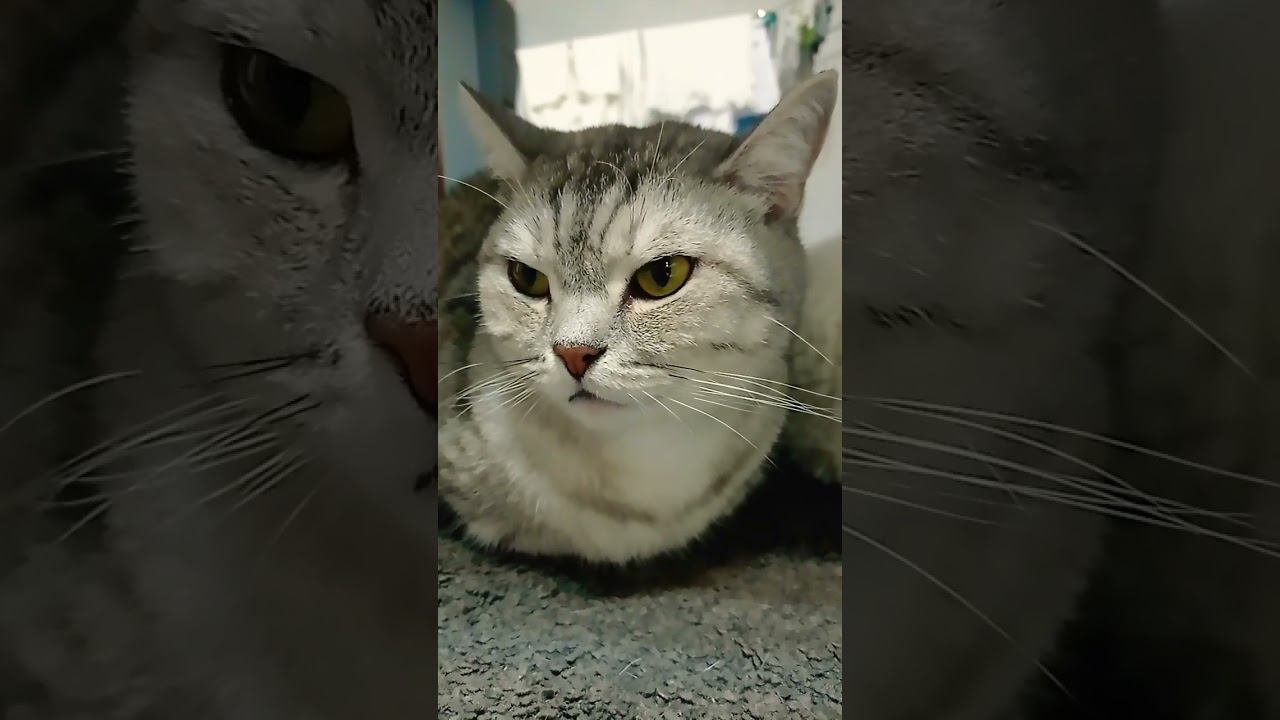 А ты мне поставил лайки? #shorts смотреть онлайн