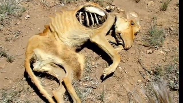 В Нью-Мексико найден труп чупакабры смотреть онлайн