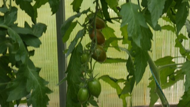 Сладкие томаты смотреть онлайн