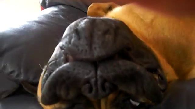 archie the bullmastiff смотреть онлайн