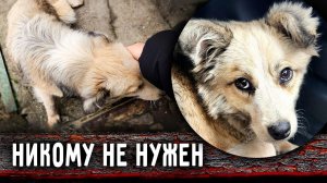 На заброшенном участке бегал щенок, мы его забрали.  Малыш Рей очень ищет семью.