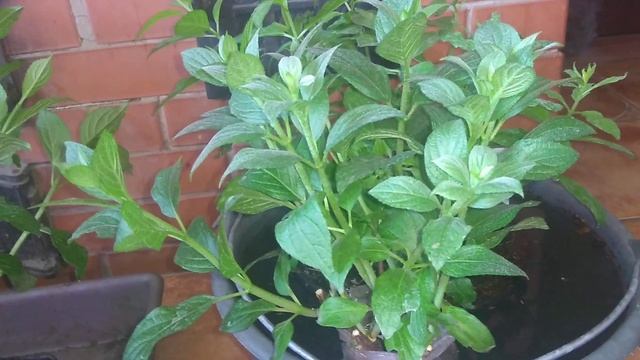 14.04.2020 Метельчатые Гортензии Pinky Promise, Sugar Rash смотреть онлайн