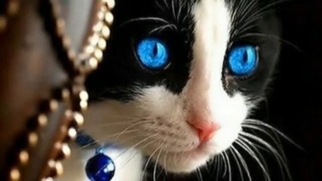 Милые картинки с котиками и собачками смотреть онлайн