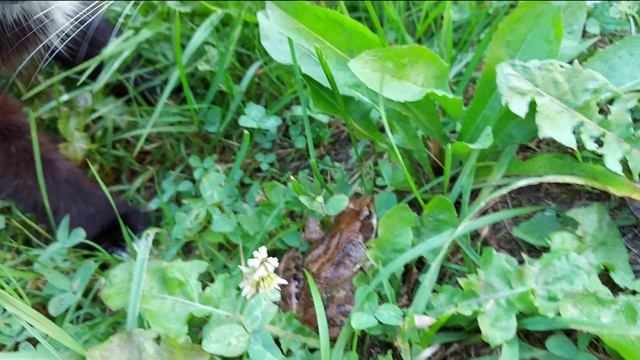 В траве жила лягушка... смотреть онлайн