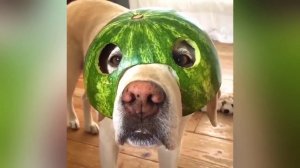 Смешные животные видео приколы / Смешные животные видео приколы про кошек и собак