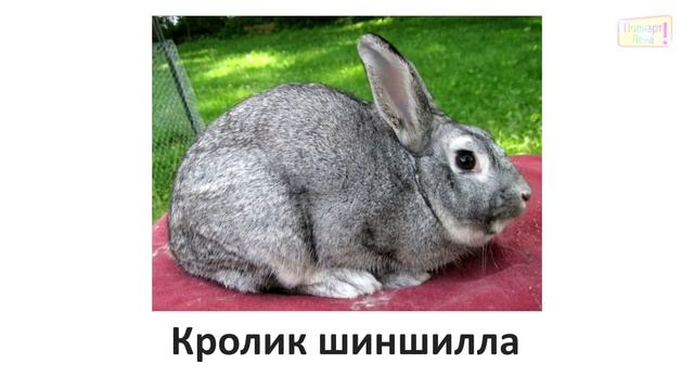 Учим породы кроликов (часть 2) \ Doman cards смотреть онлайн