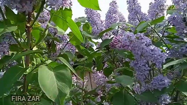 Одинокая ветка сирени у тебя стояла на столе, а у меня кудрявая цветет в саду... кавер Кристина А смотреть онлайн