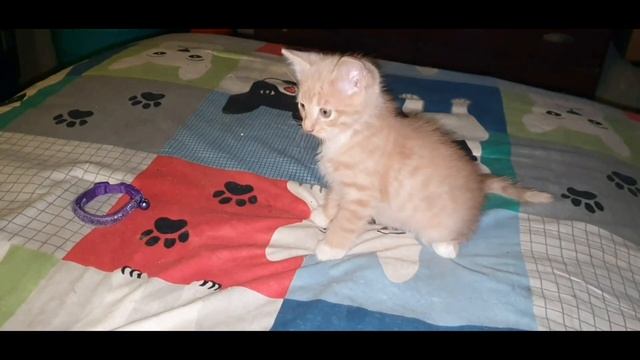 American Ringtail kitten BANG med tail curl https://gokitty.com/kitten/profile/id/118142? смотреть онлайн