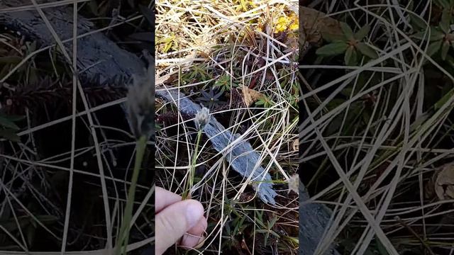 Что интересного на болоте Сахалина смотреть онлайн